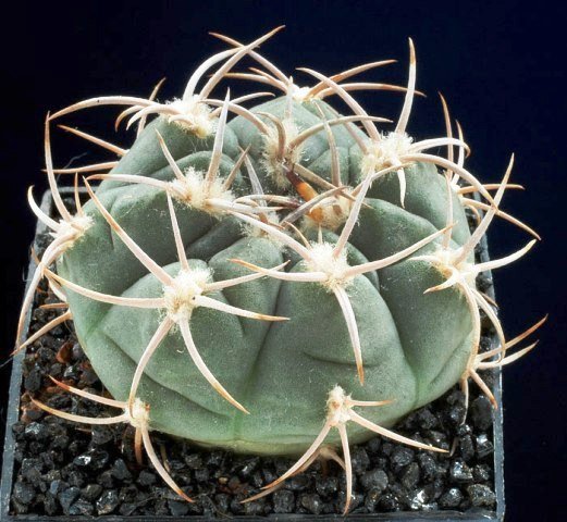 Gymnocalycium_ritterianum